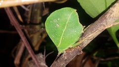 Typophyllum spurioculis