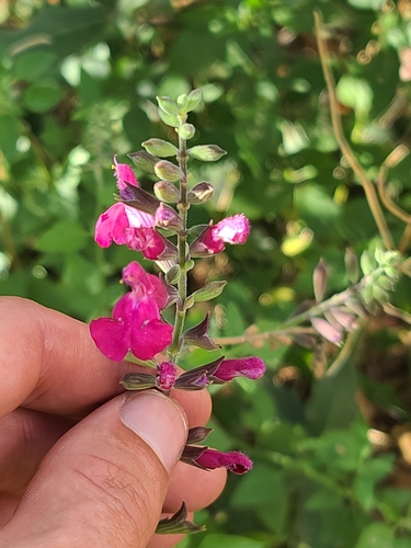 Lemmon's sage (Salvia lemmonii)