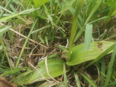 Satyrium sphaerocarpum