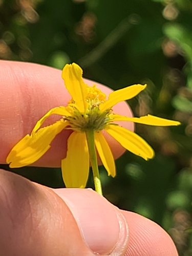 Yellow Streamers (Zaluzania grayana)