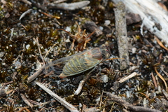 Atrapsalta furcilla