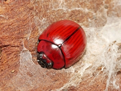 Paropsisterna rufobrunnea