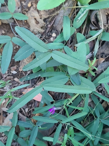 Cologania angustifolia, photograph 2