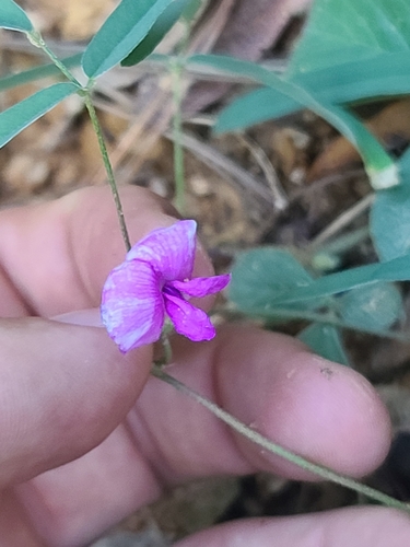 Cologania angustifolia, photograph 3
