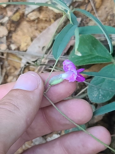 Cologania angustifolia, photograph 4