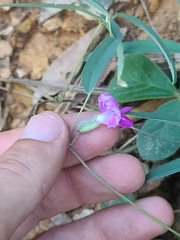 author not stated, no rights reserved Cologania angustifolia, photograph author not stated, no rights reserved