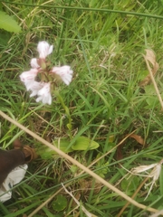 Satyrium sphaerocarpum