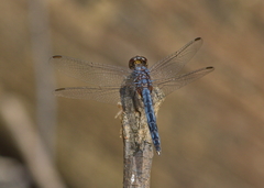 Indothemis carnatica