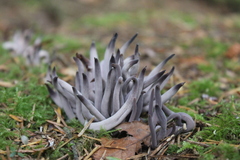 Alloclavaria purpurea