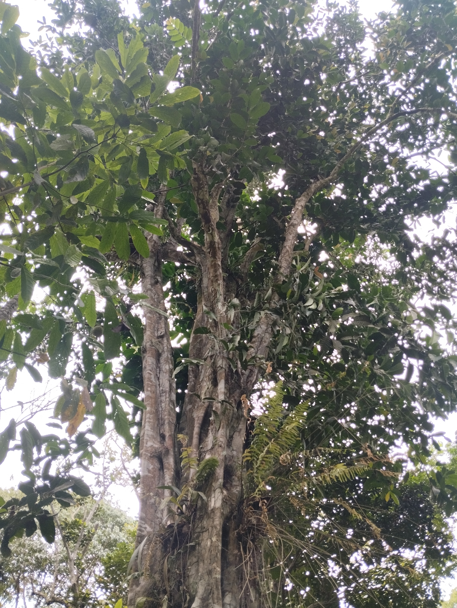 African Breadfruit (Treculia africana)