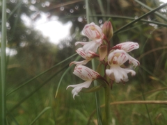 Satyrium sphaerocarpum