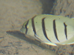 Acanthurus triostegus sandvicensis