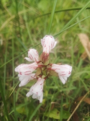 Satyrium sphaerocarpum