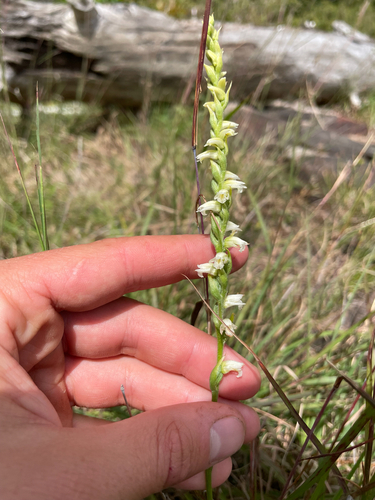 Case's ladies' tresses (Spiranthes casei)