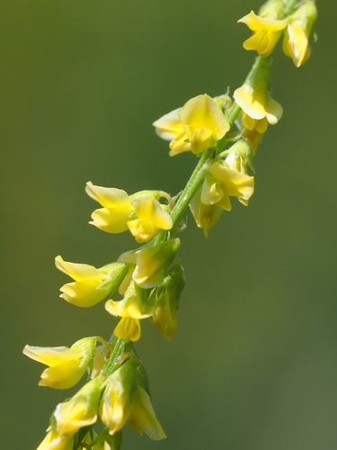 common yellow melilot (Melilotus suaveolens)