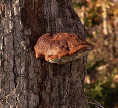 Inonotus quercustris