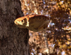 Inonotus quercustris