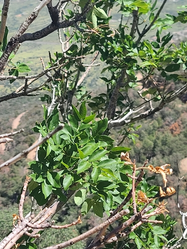 Fraxinus papillosa