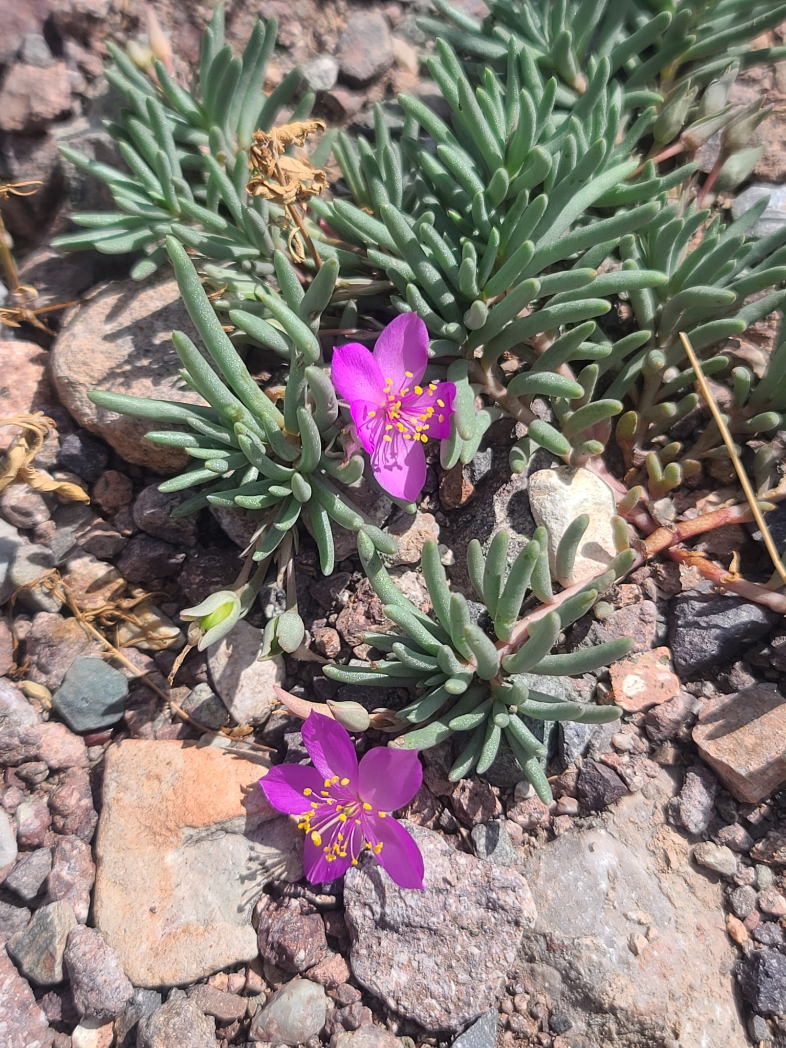 Dwarf Fameflower (Phemeranthus brevicaulis)