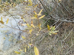 Salix jepsonii