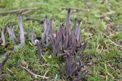 Alloclavaria purpurea