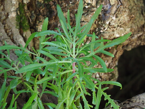Kalanchoe ceratophylla, photograph 3