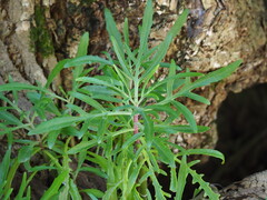 author not stated, no rights reserved Kalanchoe ceratophylla, photograph author not stated, no rights reserved