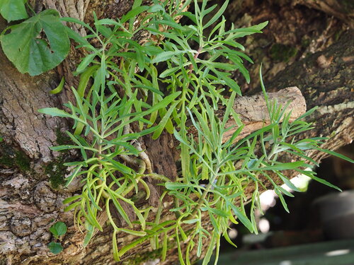 Kalanchoe ceratophylla, photograph 4