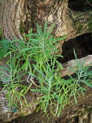author not stated, no rights reserved Kalanchoe ceratophylla, photograph author not stated, no rights reserved