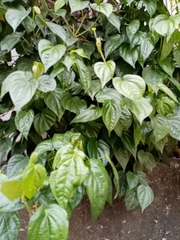 Tracheophyta