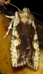 Lithophane patefacta