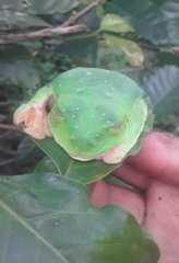 Agalychnis moreletii