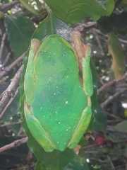 Agalychnis moreletii