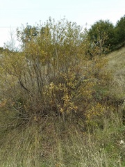 Salix jepsonii