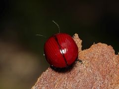 Paropsisterna rufobrunnea