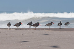 Haematopus palliatus