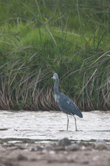 Egretta caerulea