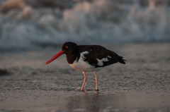 Haematopus palliatus