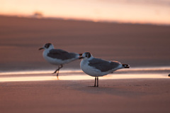 Leucophaeus pipixcan