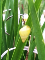 Sinistrofulgur perversum