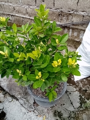 Magnoliopsida