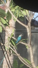 Todiramphus chloris chloris