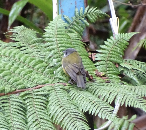 Regent Whistler (Pachycephala schlegelii), photo 4