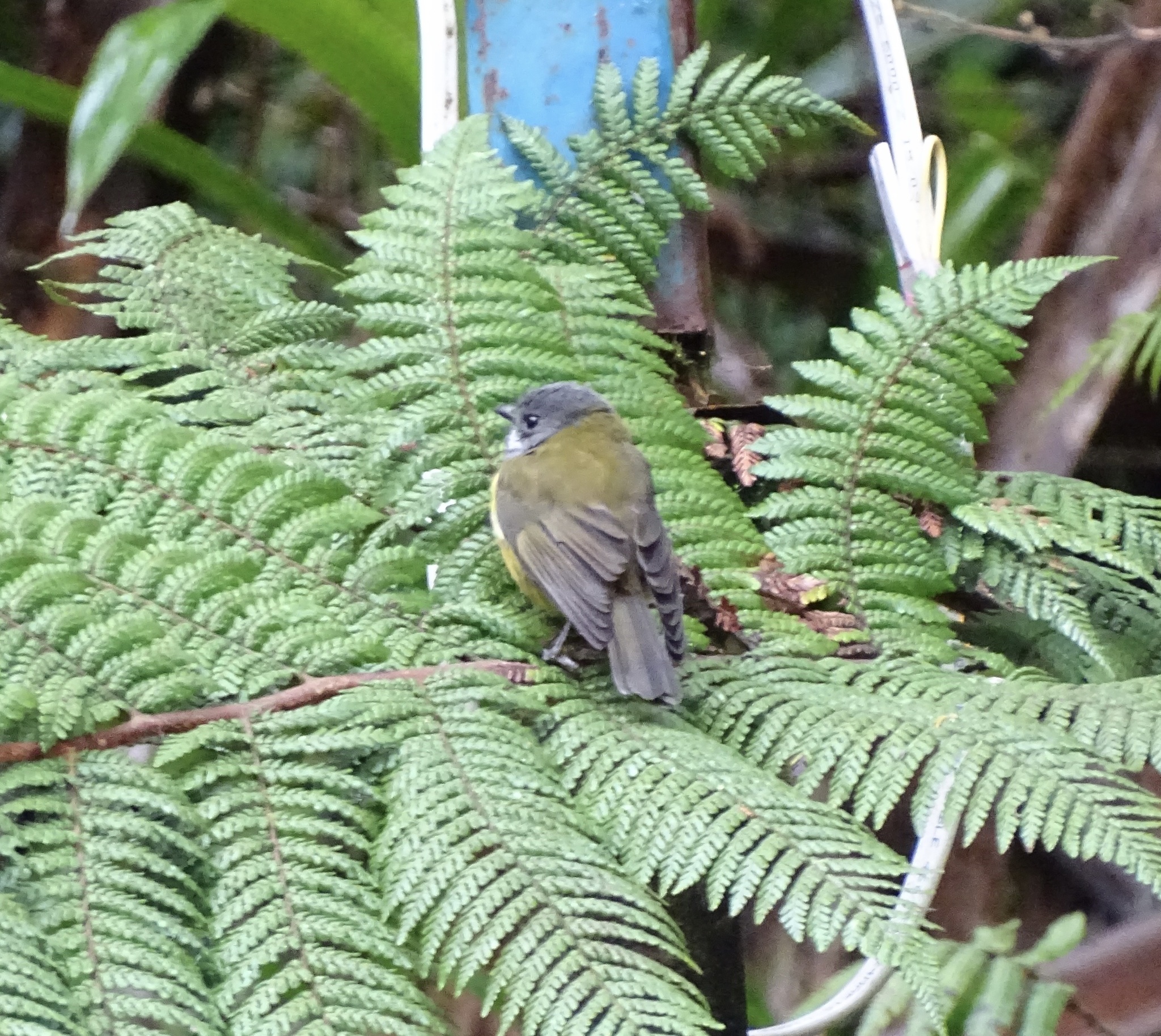 Regent Whistler (Pachycephala schlegelii), photo 2