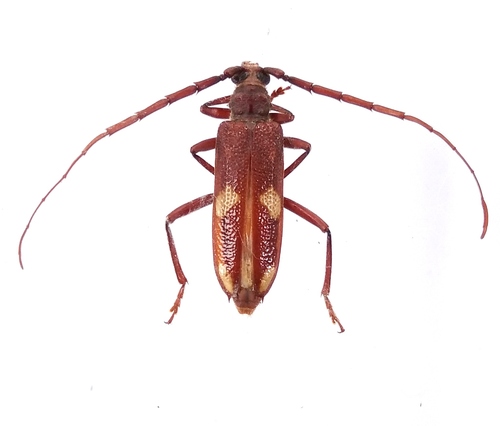 Phoracantha montana, 2019-04-16