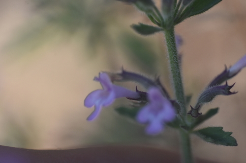 dentate false pennyroyal (Hedeoma dentata)