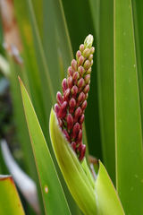 Xeronema callistemon