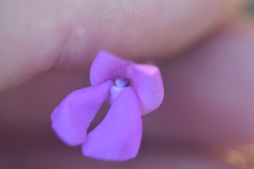 Pinos Altos Mountain bean (Phaseolus parvulus)