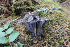 Hydnellum fuscoindicum