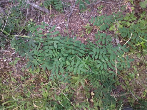 Rosy Bird's-foot Trefoil (Hosackia rosea)